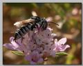 Coelioxys sp.